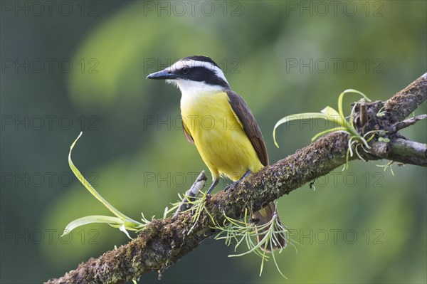 Great Kiskadee (Pitangus sulfuratus) perched on a tree branch