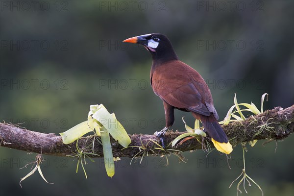 Montezuma Oropendola (Gymnostinops montezuma) perched on a tree branch