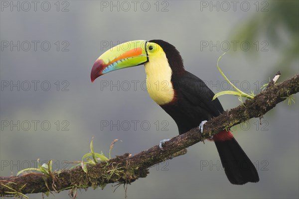 Keel-billed Toucan (Ramphastus sulfuratos) perched on a branch