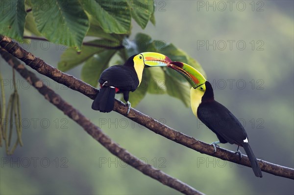 Keel-billed Toucan (Ramphastus sulfuratos) in a tree