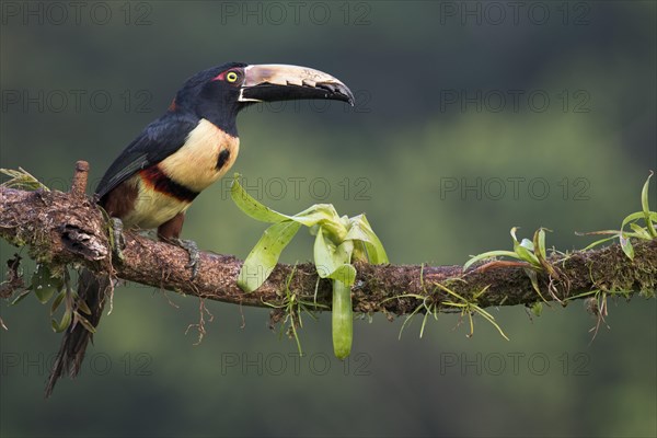 Collared Aracari (Pteroglossus torquatus) perched on a branch