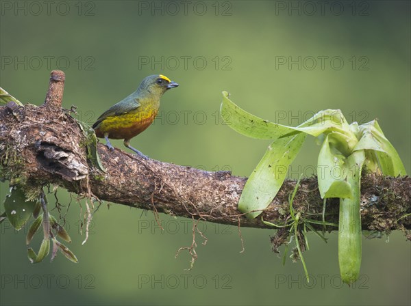 Olive-backed Euphonia (Euphonia gouldi) perched on a tree branch