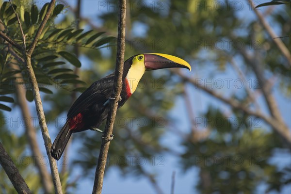 Swainson toucan (Ramaphastos swainsonii) perched on a tree branch