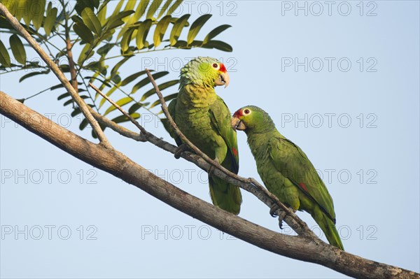 Red-lored Amazons (Amazona autumnalis) perched on a tree branch