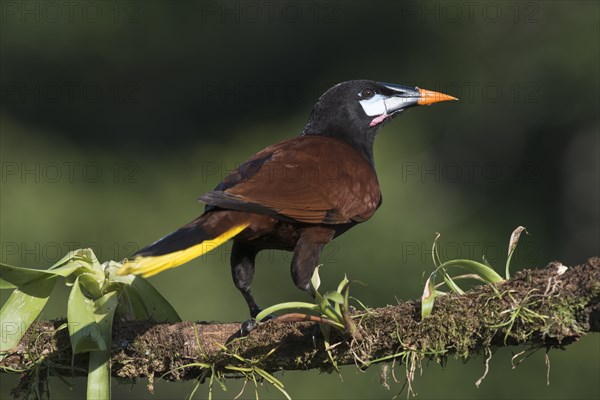 Montezuma Oropendola (Gymnostinops montezuma) perched on a tree branch