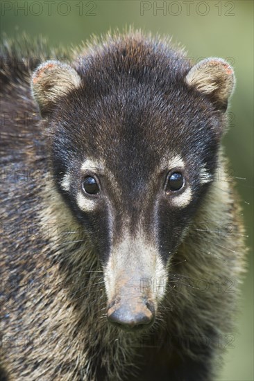 White-nosed Coati (Nasua narica)