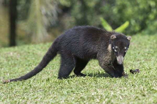 White-nosed Coati (Nasua narica)