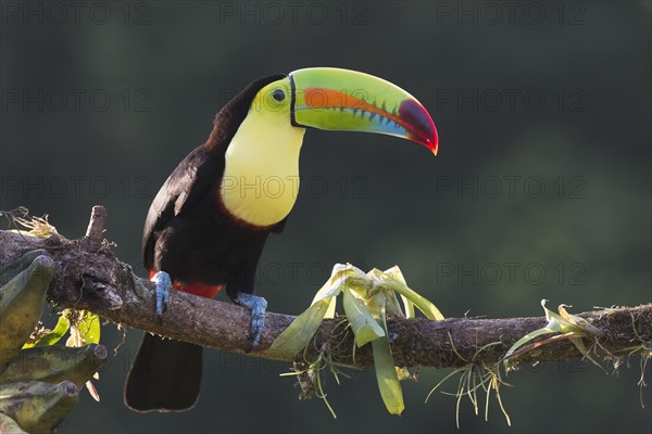 Keel-billed Toucan (Ramphastus sulfuratos) perched on a branch