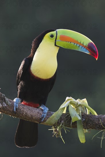 Keel-billed Toucan (Ramphastus sulfuratos) perched on a branch