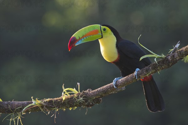 Keel-billed Toucan (Ramphastus sulfuratos) perched on a branch