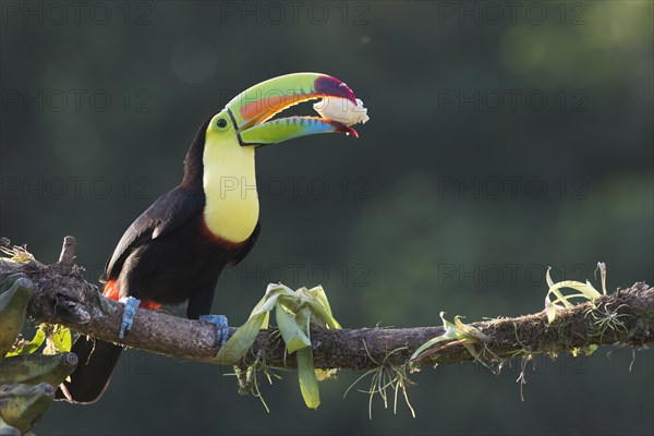 Keel-billed Toucan (Ramphastus sulfuratos) perched on a branch