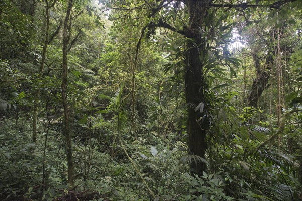 Cloud forest