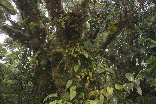 Cloud forest