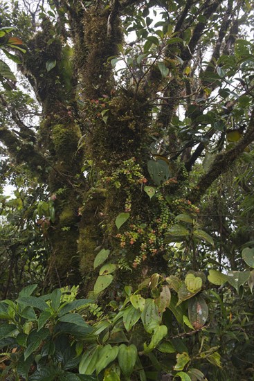 Cloud forest