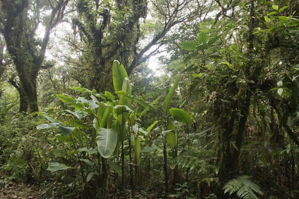 Cloud forest