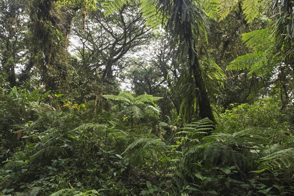 Cloud forest