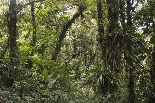 Cloud forest