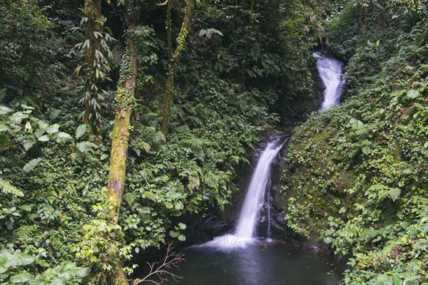 Small waterfall in the cloud forest