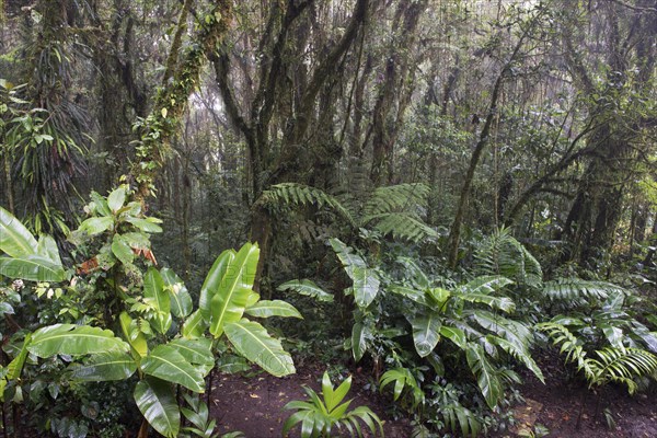 Cloud forest