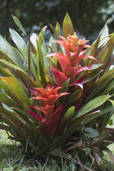 Bromeliads (Bromelia sp.)