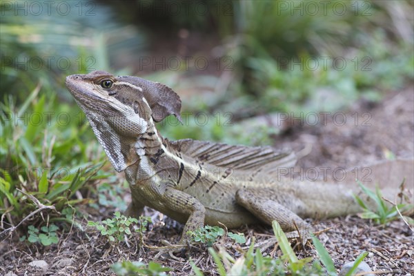 Common Basilisk (Basiliscus basiliscus)