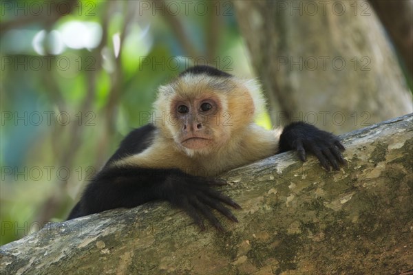 White-headed capuchin (Cebus capucinus)