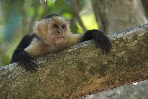 White-headed capuchin (Cebus capucinus)