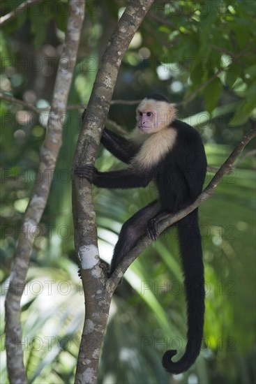 White-headed capuchin (Cebus capucinus) sitting in tree