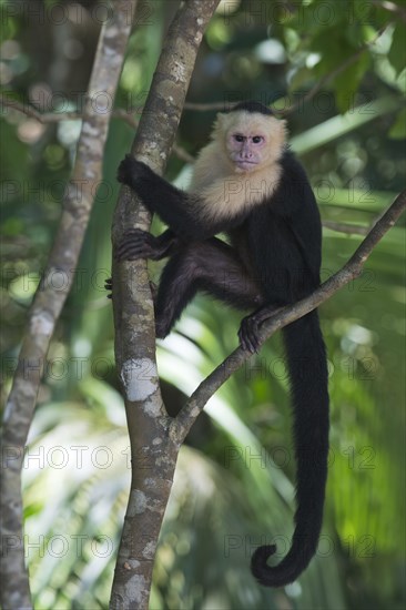 White-headed capuchin (Cebus capucinus) sitting in tree