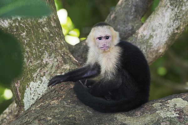 White-headed capuchin (Cebus capucinus) sitting in tree