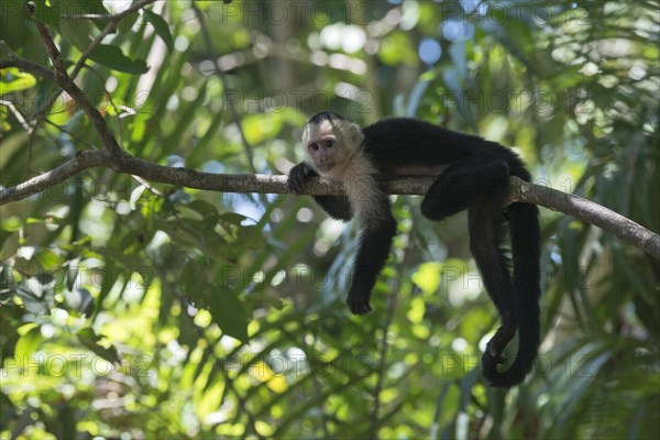 White-headed capuchin (Cebus capucinus) lying on tree branch