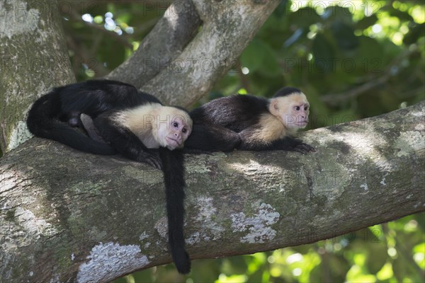 White-headed capuchins (Cebus capucinus)