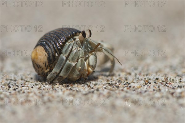 Ecuadorian Hermit Crab (Coenobita compressus) in the sand