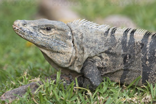 Black Iguana (Ctenosaura similis)