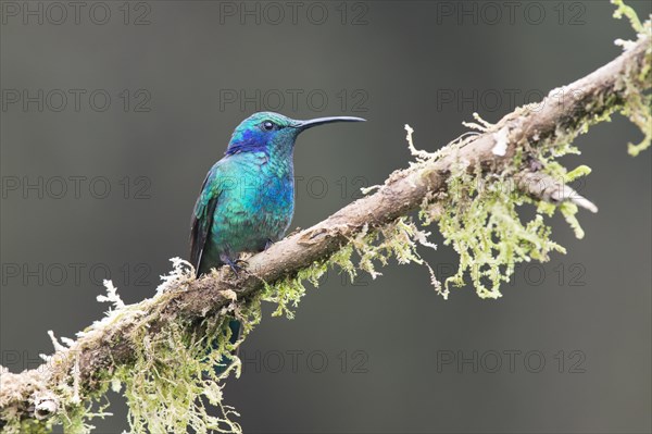 Green violetear (Colibri thalassinus) sitting on branch