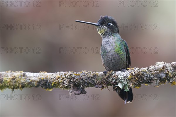 Magnificent Hummingbird (Eugene fulgens) perched on a tree branch