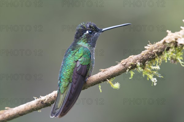 Magnificent Hummingbird (Eugene fulgens) perched on a tree branch