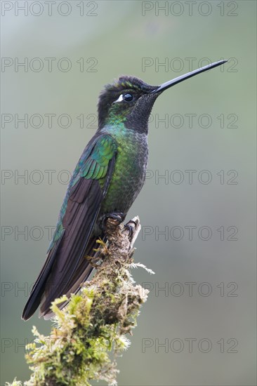 Magnificent Hummingbird (Eugene fulgens) perched on a tree branch