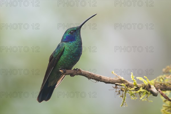 Green violetear (Colibri thalassinus) sitting on branch