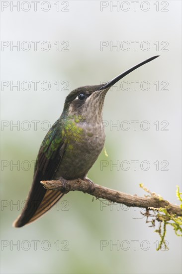 Magnificent Hummingbird (Eugene fulgens) perched on a branch