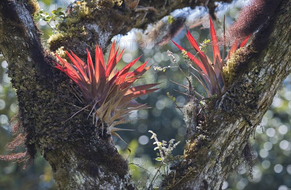 Bromeliads (Bromelia sp.) in tree