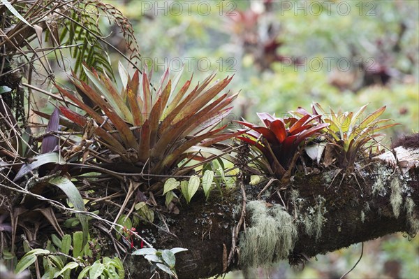 Bromeliads (Bromelia sp.) in tree