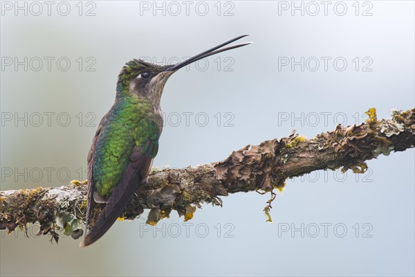 Magnificent Hummingbird (Eugene fulgens) perched on a branch