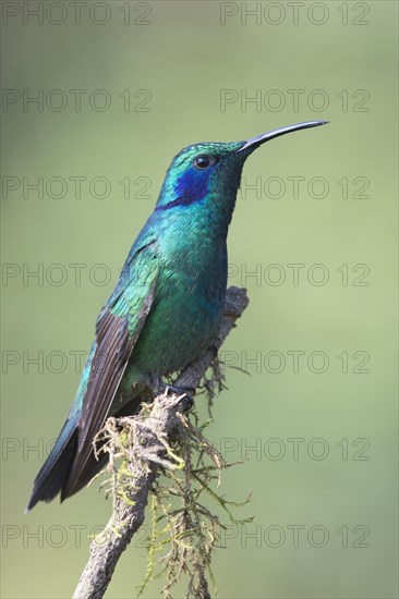 Green violetear (Colibri thalassinus) sitting on branch