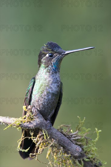 Magnificent Hummingbird (Eugene fulgens) perched on a tree branch