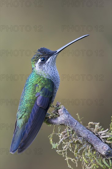 Magnificent Hummingbird (Eugene fulgens) perched on a tree branch