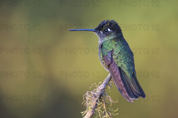 Magnificent Hummingbird (Eugene fulgens) perched on a tree branch
