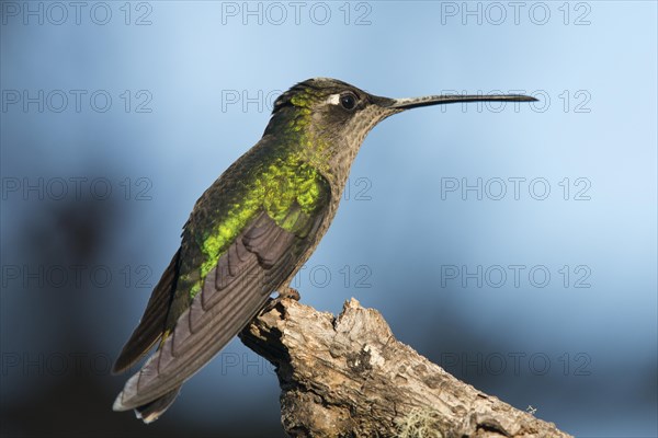 Magnificent Hummingbird (Eugene fulgens) perched on a branch