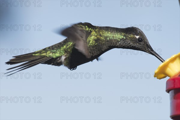 Magnificent Hummingbird (Eugene fulgens) in flight