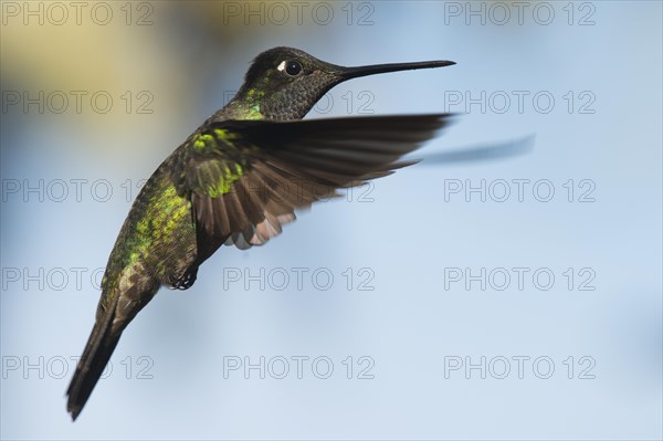 Magnificent Hummingbird (Eugene fulgens) in flight